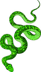 green venomous snake vector illustration