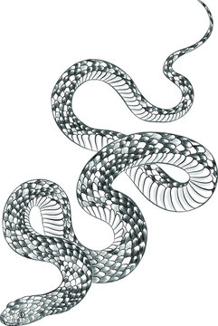 snake black white tattoo sketch graphic vector illustration