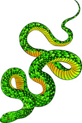 Naklejka premium green venomous snake vector illustration