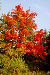 autumn trees in the park