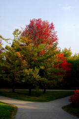 autumn trees in the park