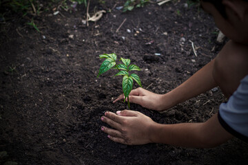 Asian child planting young tree on the black soil