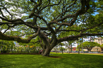 tree in Iolani Palace, Honolulu, Hawaii