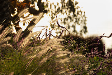 Espigas silvestres. Espiga silvestre con luz de atardecer.