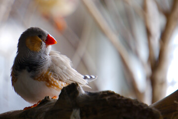 zeebra finch bird perched on branch
