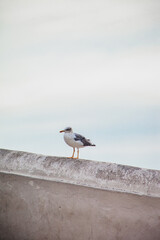 Gaivota