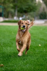 golden retriever running in the park with ball in her mouth 
