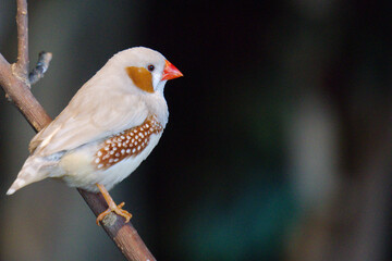 Zeebra finch bird on branch