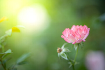 Obraz premium Roses in the garden