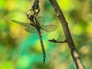 libélula o coleóptero o dragonfly descansando en arbol, close up o macro