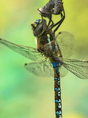 libélula o coleóptero o dragonfly descansando en arbol, close up o macro