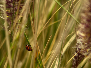 chinita, mariquita, ladybug pareja descansando en rama, sexo