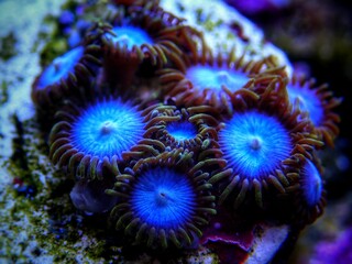 Fototapeta na wymiar Colorful colony of Zoanthus polyps soft coral