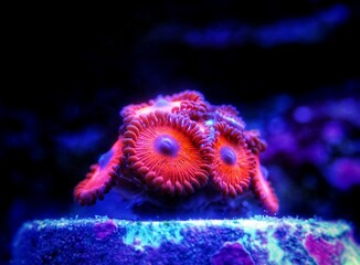Colorful colony of Zoanthus polyps  soft coral