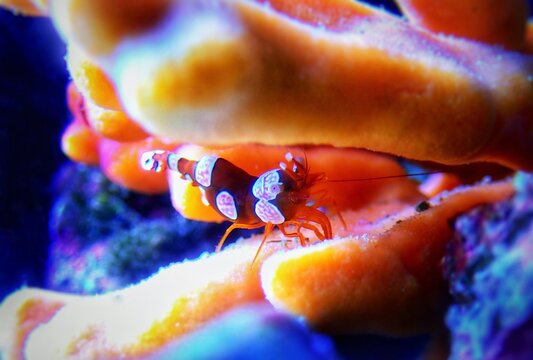 Beautiful scene with sexy shrimp, small saltwater invertebrate 