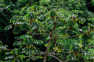 Embauba tree on Atlantic Rainforest in Brazil