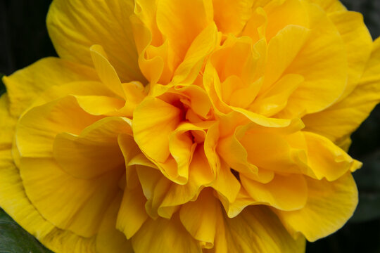 Cucarda amarilla rellena.