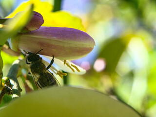 abeja recolectando polen en flor de limonero