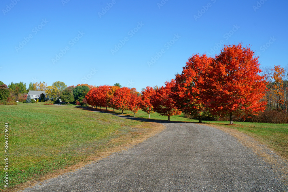 Wall mural red maple trees in a row along the driveway