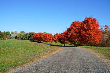 red maple trees in a row along the driveway - obrazy, fototapety, plakaty