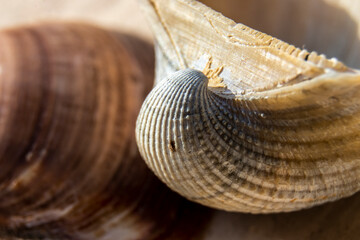 Extreme close-up of sea shell with selecitve focus in Brazil