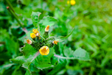 Fototapeta premium flower with dew