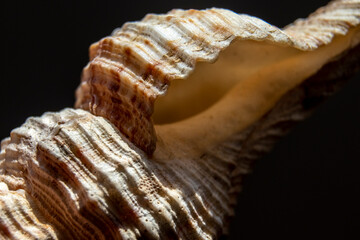 Obraz premium Extreme close-up of sea shell with selecitve focus in Brazil