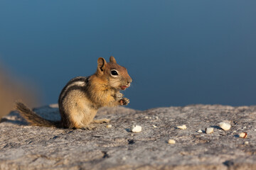 Chipmunk Eating Nuts at Crater Lake