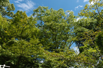 Fototapeta premium 秋の空