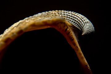 Extreme close-up of sea shell with selecitve focus in Brazil