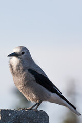 Clark's Nut Cracker Bird on a Rock