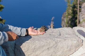 Chipmunk Eating a Nut from Tourists Hand