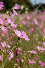 Fototapeta premium 輝く秋桜