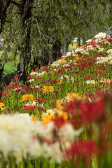 彼岸花と花の無い桜並木