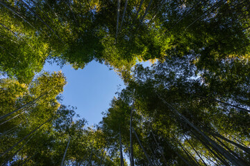 Fototapeta premium bamboo forest kyoto