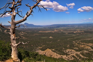 Dead tree in Colorado Mountains