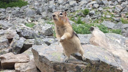 chipmunk on rock