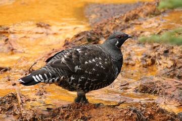 Grouse in the water