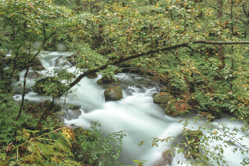 stream in the forest