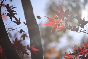 箱根の紅葉