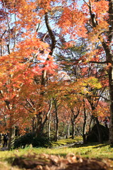 箱根の紅葉