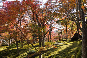 Fototapeta premium 箱根の紅葉