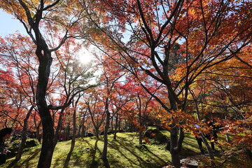 Fototapeta na wymiar 箱根の紅葉