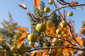 Green apples in a tree with autumn colored leaves and blue skly background