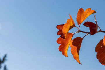 Golden orange sun lit leaves against a clear blue sky