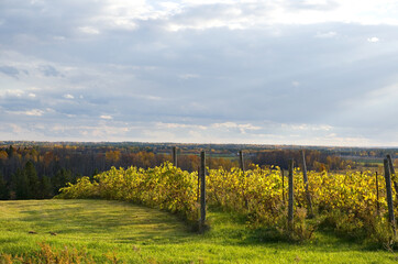 Vineyard with Blue Sky during the Fall Season