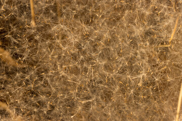 Dark thick pile of cattail seeds and stalks in a pile on the ground