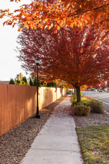 Fototapeta premium Sidewalk running past a fence and light poles along a street with trees covered in red and yellow leaves