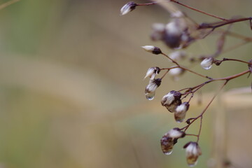 Macro of brown, white plant and reflection in water drop