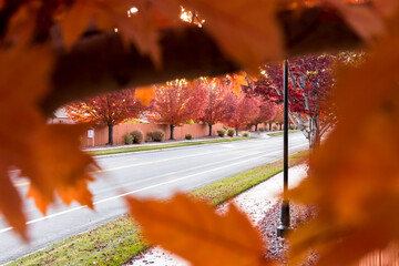 Peep hole framed view through orange leaves to a red tree lined street